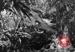 Image of Buna campaign world war 2 New Guinea, 1943, second 15 stock footage video 65675041520