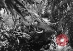 Image of Buna campaign world war 2 New Guinea, 1943, second 16 stock footage video 65675041520