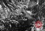 Image of Buna campaign world war 2 New Guinea, 1943, second 17 stock footage video 65675041520