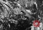 Image of Buna campaign world war 2 New Guinea, 1943, second 18 stock footage video 65675041520