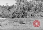 Image of Buna campaign world war 2 New Guinea, 1943, second 62 stock footage video 65675041520
