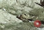 Image of United States Marines in Korea Korea, 1950, second 52 stock footage video 65675041559