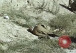 Image of United States Marines in Korea Korea, 1950, second 53 stock footage video 65675041559