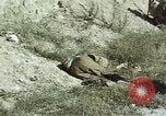 Image of United States Marines in Korea Korea, 1950, second 54 stock footage video 65675041559