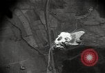 Image of gun camera records strafing attack by US warplane Korea, 1950, second 16 stock footage video 65675041566