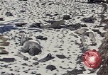Image of Destroyed Army convoy Hoengsong Korea, 1951, second 12 stock footage video 65675041573