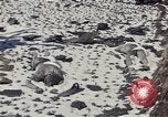 Image of Destroyed Army convoy Hoengsong Korea, 1951, second 15 stock footage video 65675041573