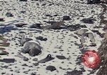 Image of Destroyed Army convoy Hoengsong Korea, 1951, second 16 stock footage video 65675041573