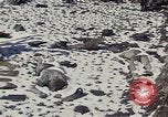 Image of Destroyed Army convoy Hoengsong Korea, 1951, second 17 stock footage video 65675041573