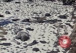 Image of Destroyed Army convoy Hoengsong Korea, 1951, second 18 stock footage video 65675041573