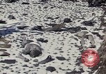 Image of Destroyed Army convoy Hoengsong Korea, 1951, second 19 stock footage video 65675041573