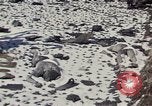 Image of Destroyed Army convoy Hoengsong Korea, 1951, second 21 stock footage video 65675041573
