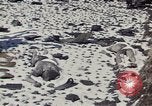 Image of Destroyed Army convoy Hoengsong Korea, 1951, second 22 stock footage video 65675041573