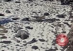 Image of Destroyed Army convoy Hoengsong Korea, 1951, second 23 stock footage video 65675041573
