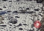 Image of Destroyed Army convoy Hoengsong Korea, 1951, second 24 stock footage video 65675041573