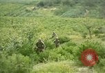 Immagine di Stati Uniti Marines Fiume Naktong Corea, 1950, secondo 10 filmato di repertorio 65675041605