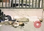 Image of United States Marines Seoul Korea, 1950, second 54 stock footage video 65675041611