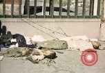 Image of United States Marines Seoul Korea, 1950, second 55 stock footage video 65675041611