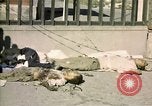 Image of United States Marines Seoul Korea, 1950, second 56 stock footage video 65675041611