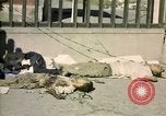 Image of United States Marines Seoul Korea, 1950, second 57 stock footage video 65675041611