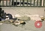 Image of United States Marines Seoul Korea, 1950, second 58 stock footage video 65675041611