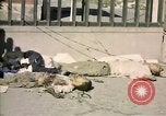Image of United States Marines Seoul Korea, 1950, second 61 stock footage video 65675041611