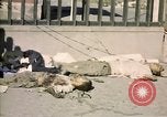 Image of United States Marines Seoul Korea, 1950, second 62 stock footage video 65675041611
