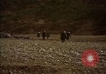 Standbild Vereinigten Staaten Marines im Kampf während des Korea Krieges Hoengsong Korea, 1951, aus Sekunde 16 historischem Filmmaterial Videoclip 65675041615