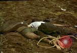 Standbild Atrocity Opfer von Hoengsong Hinterhalt in Korea Krieg Hoengsong Korea, 1951, aus Sekunde 7 historischem Filmmaterial Videoclip 65675041617