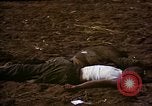 Standbild Atrocity Opfer von Hoengsong Hinterhalt in Korea Krieg Hoengsong Korea, 1951, aus Sekunde 13 historischem Filmmaterial Videoclip 65675041617