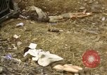 Standbild Opfer von Hoengsong Massaker in Korea Krieg Hoengsong Korea, 1951, aus Sekunde 26 historischem Filmmaterial Videoclip 65675041619