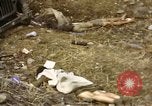 Standbild Opfer von Hoengsong Massaker in Korea Krieg Hoengsong Korea, 1951, aus Sekunde 27 historischem Filmmaterial Videoclip 65675041619