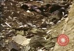 Standbild Opfer von Hoengsong Massaker in Korea Krieg Hoengsong Korea, 1951, aus Sekunde 60 historischem Filmmaterial Videoclip 65675041619