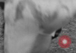 Image of football match Princeton New Jersey USA, 1951, second 40 stock footage video 65675041644