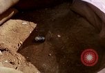Image of Vietcong attack Vietnam, 1965, second 26 stock footage video 65675041707