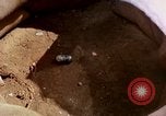 Image of Vietcong attack Vietnam, 1965, second 27 stock footage video 65675041707