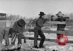 Image of Cattle ranching by Crow Native American Indian tribe Montana United States USA, 1921, second 1 stock footage video 65675041806
