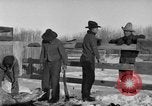 Image of Cattle ranching by Crow Native American Indian tribe Montana United States USA, 1921, second 3 stock footage video 65675041806