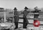 Image of Cattle ranching by Crow Native American Indian tribe Montana United States USA, 1921, second 7 stock footage video 65675041806