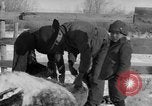 Image of Cattle ranching by Crow Native American Indian tribe Montana United States USA, 1921, second 19 stock footage video 65675041806