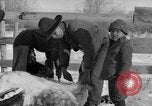 Image of Cattle ranching by Crow Native American Indian tribe Montana United States USA, 1921, second 21 stock footage video 65675041806