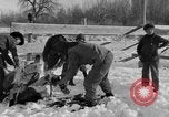 Image of Cattle ranching by Crow Native American Indian tribe Montana United States USA, 1921, second 24 stock footage video 65675041806