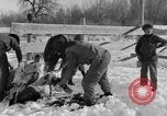 Image of Cattle ranching by Crow Native American Indian tribe Montana United States USA, 1921, second 25 stock footage video 65675041806