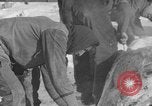 Image of Cattle ranching by Crow Native American Indian tribe Montana United States USA, 1921, second 35 stock footage video 65675041806