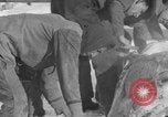 Image of Cattle ranching by Crow Native American Indian tribe Montana United States USA, 1921, second 36 stock footage video 65675041806