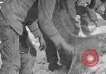 Image of Cattle ranching by Crow Native American Indian tribe Montana United States USA, 1921, second 37 stock footage video 65675041806
