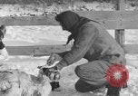 Image of Cattle ranching by Crow Native American Indian tribe Montana United States USA, 1921, second 46 stock footage video 65675041806