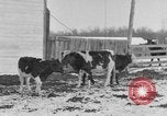 Image of Farm of Crow Native American Indian tribe Montana United States USA, 1921, second 4 stock footage video 65675041807