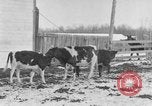 Image of Farm of Crow Native American Indian tribe Montana United States USA, 1921, second 5 stock footage video 65675041807