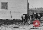 Image of Farm of Crow Native American Indian tribe Montana United States USA, 1921, second 6 stock footage video 65675041807